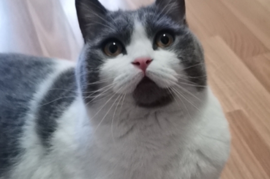 猫能吃奶油吗