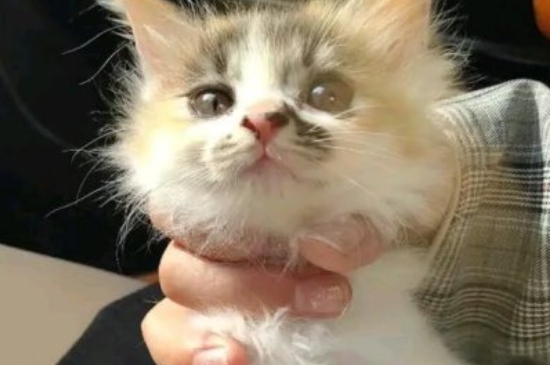 猫能吃奶油吗