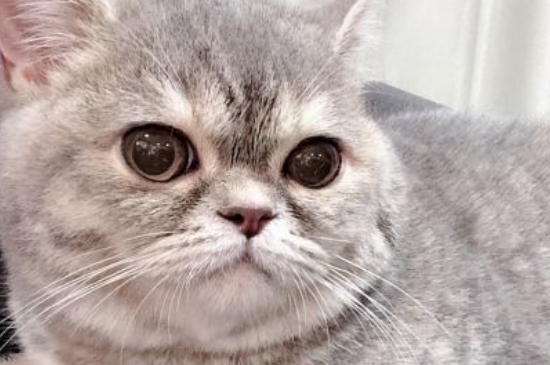 猫骨折能自愈吗