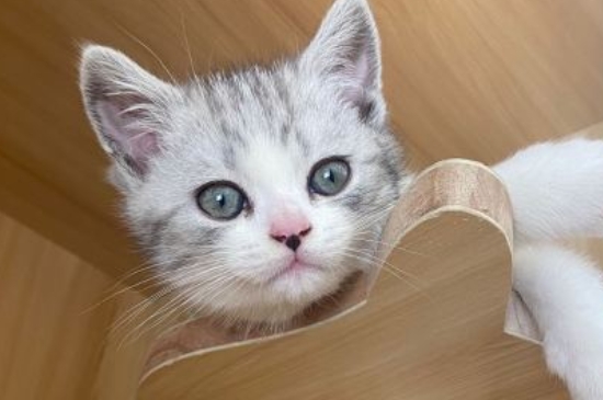 猫咪喝什么水
