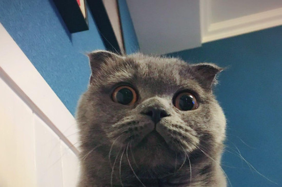 猫羊水破了多久能生