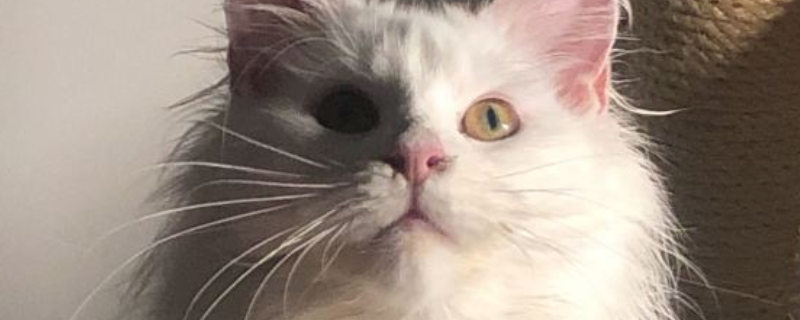缅因猫多大可以交配