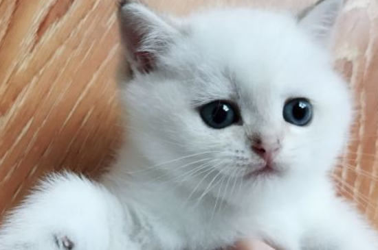 英国短毛猫寿命多长