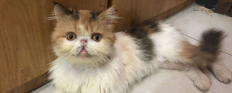 小猫几个月可以洗澡