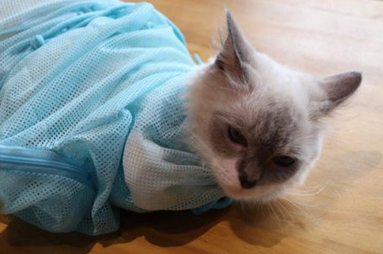 小猫几个月可以洗澡