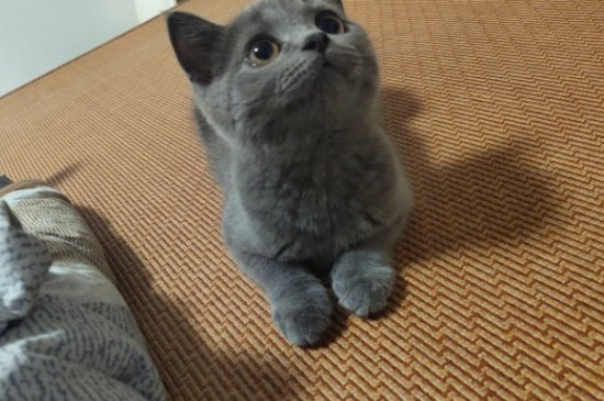 幼猫多大可以洗澡