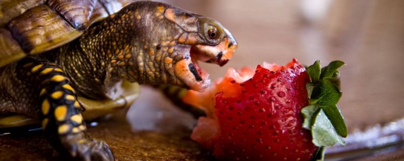 乌龟吃西瓜皮吗