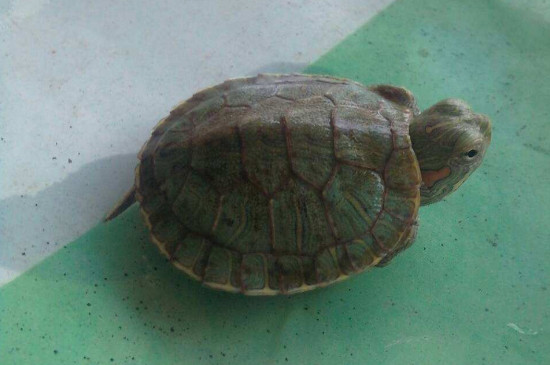 乌龟吃西瓜皮吗