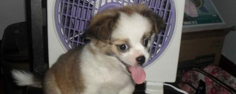狗狗夏天需要吹风扇吗
