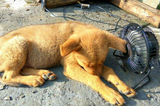 狗狗夏天需要吹风扇吗