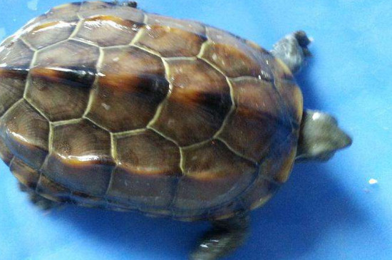 乌龟咬乌龟是咋回事