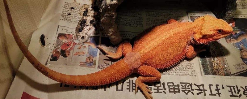 鬃狮蜥为什么这么臭