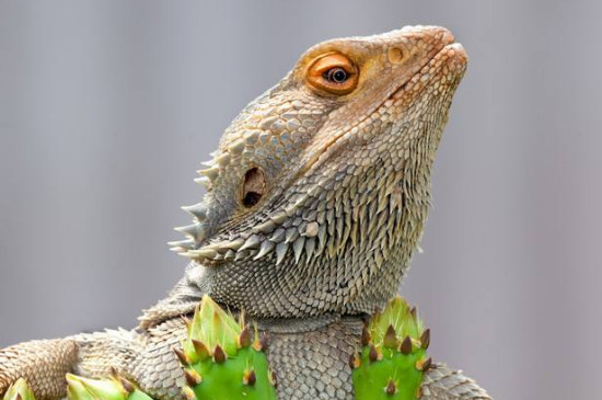 鬃狮蜥为什么这么臭