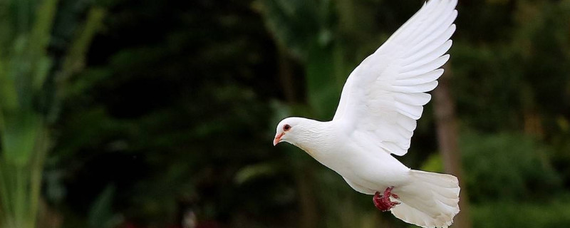 鸽子天黑不进笼子怎么办