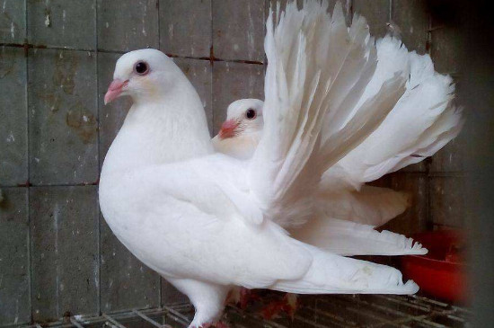 鸽子天黑不进笼子怎么办