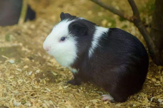 荷兰猪可以吃葡萄吗