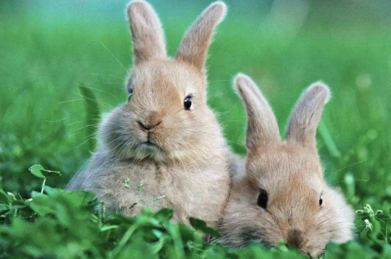 兔子拉软便要停食吗