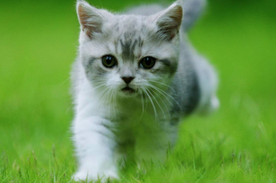 猫放生了自己能活吗