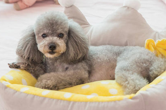 狗狗吹空调呕吐怎么办