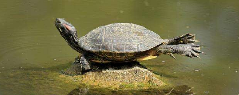 乌龟身上有白色的东西是什么原因