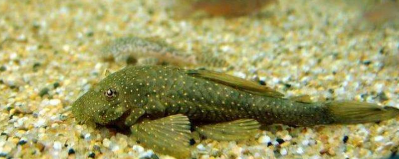 清道夫鱼为什么不容易死