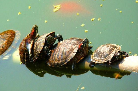 乌龟老是闭着眼怎么回事