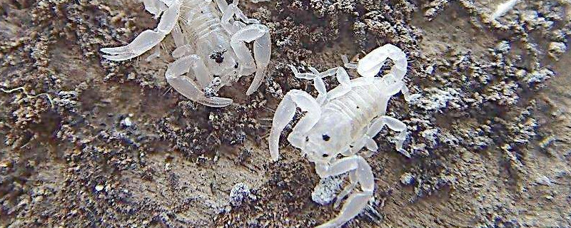 小蝎子生下来该怎么养