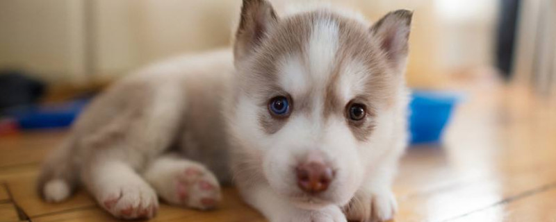 哈士奇能吃石榴吗