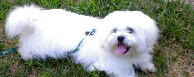 马尔济斯犬吃什么