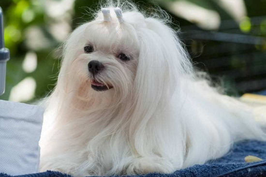 马尔济斯犬吃什么