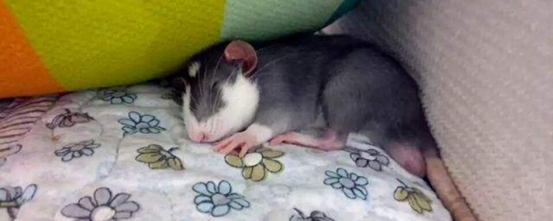 花枝鼠生气的表现