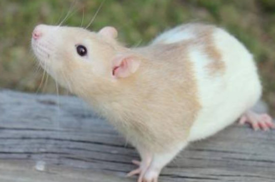 花枝鼠生气的表现