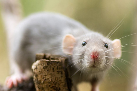 花枝鼠生气的表现