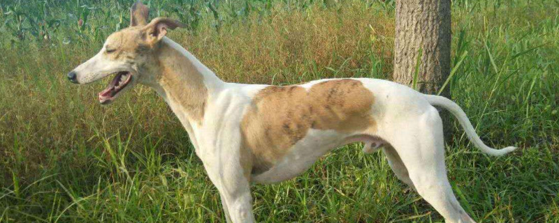 惠比特犬怎么训练叼东西