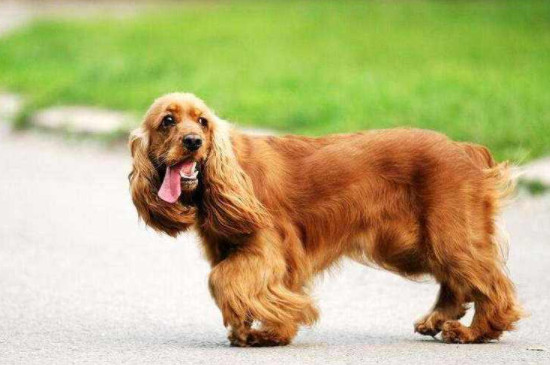 英国可卡犬怎么训练