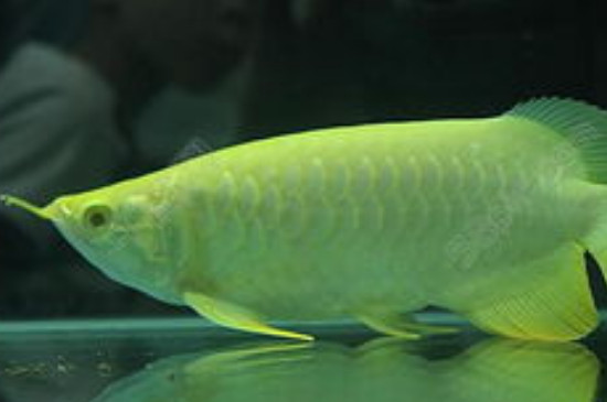 龙鱼黑缸和白缸的区别