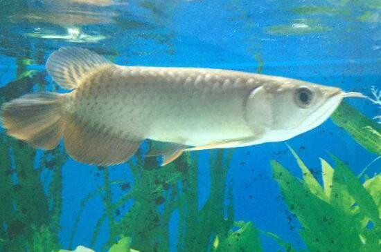 龙鱼黑缸和白缸的区别