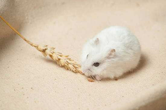 奶茶仓鼠怎么繁殖的