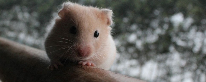 仓鼠不动了是不是死了