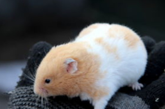 仓鼠不动了是不是死了