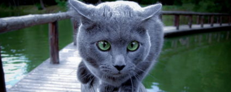 猫尿血什么原因引起