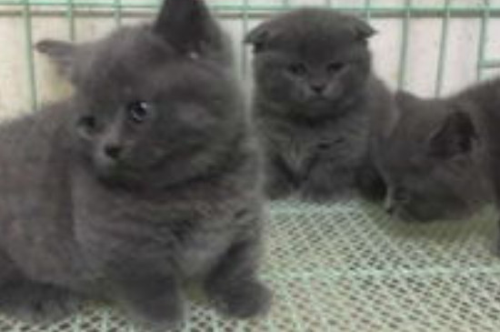 猫尿血什么原因引起