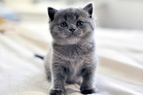 猫尿血什么原因引起