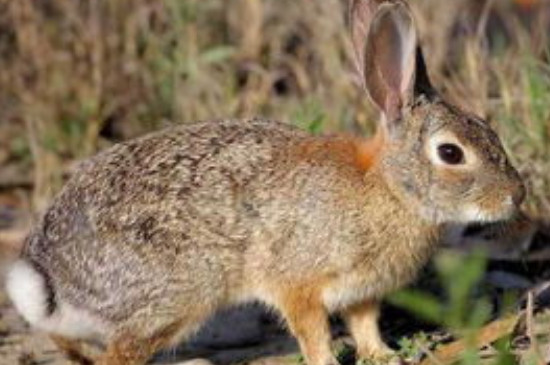 带水的白菜兔子吃了会怎么样