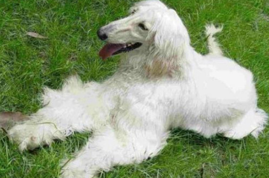 阿富汗猎犬怎么办狗证