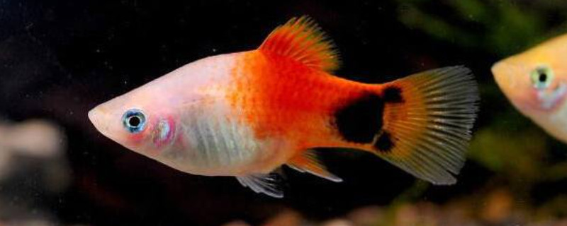 红灯笼鱼多久繁殖一次