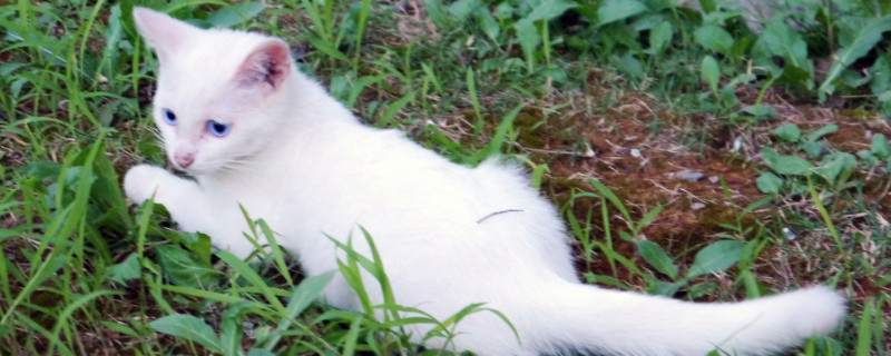 为什么净梵猫那么贵