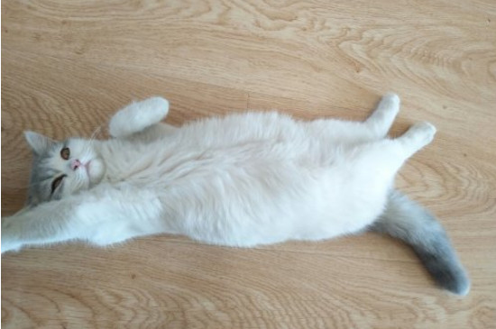 为什么净梵猫那么贵