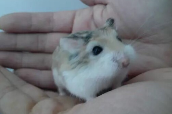 仓鼠多久喂一次