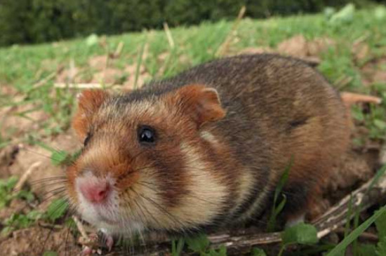 仓鼠多久喂一次